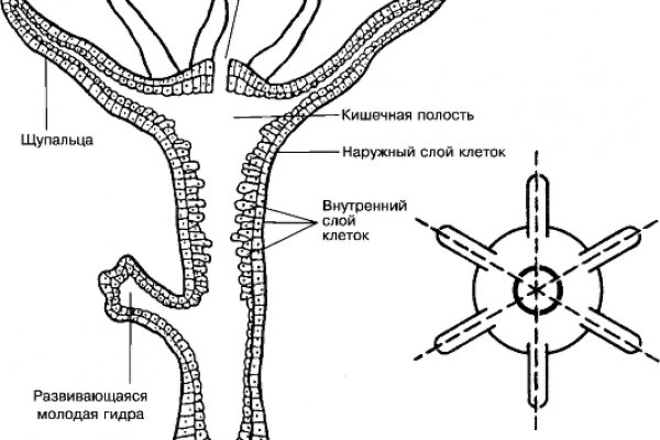 Ссылки для даркнета